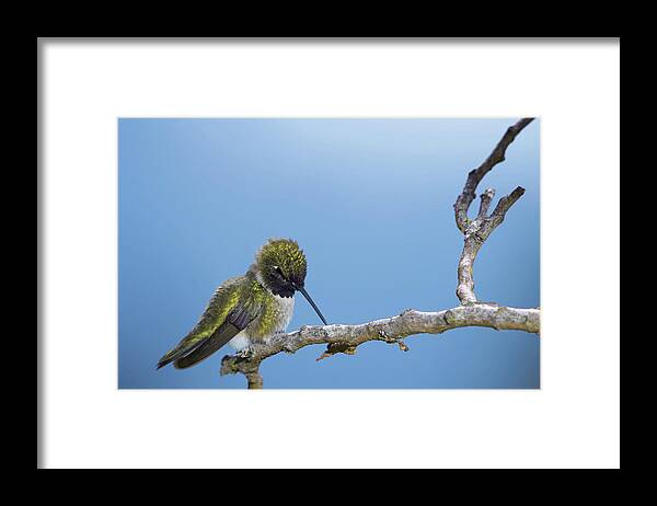 Hummingbird Framed Print featuring the photograph Hummingbird13 by Loni Collins
