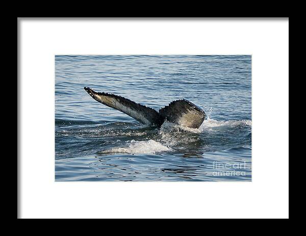 Whale Framed Print featuring the photograph Humpback Fluke by Lorraine Cosgrove