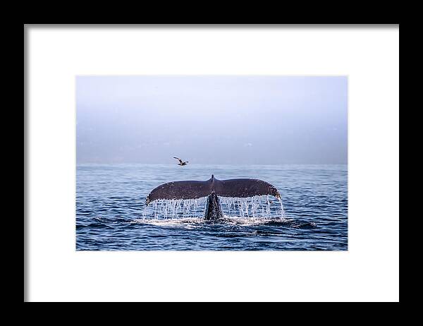 Whale Framed Print featuring the photograph Humpback Whale Flukes by Janis Knight