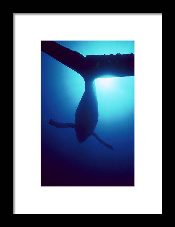 Mp Framed Print featuring the photograph Humpback Whale Megaptera Novaeangliae by Flip Nicklin