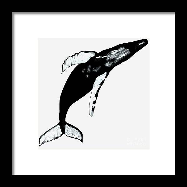 Humpback Whale Framed Print featuring the painting Humpback Whale on White by Corey Ford