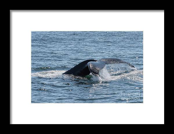 Humpback Framed Print featuring the photograph Humpback Whale Tail 6 by Lorraine Cosgrove