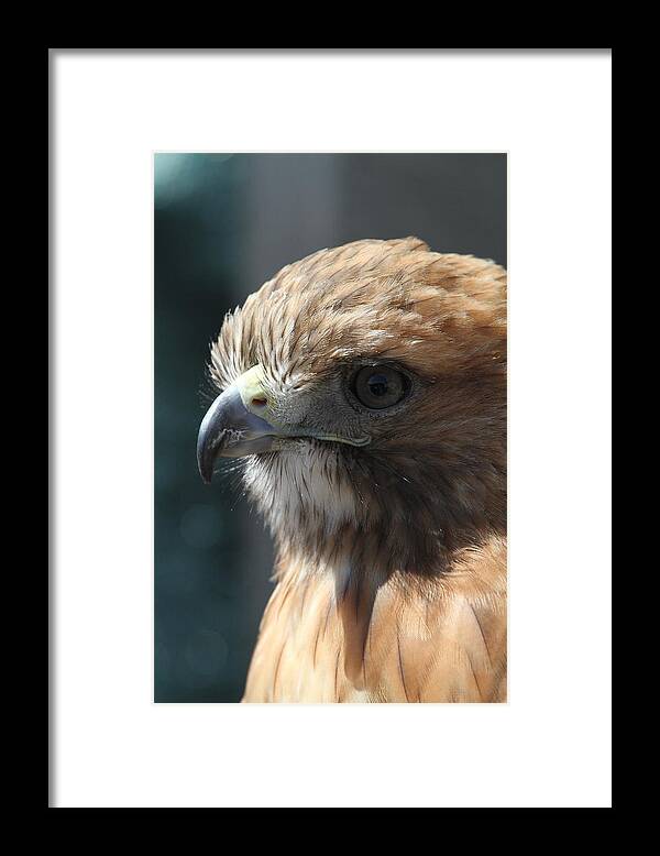 Hawk Framed Print featuring the photograph Hunter's Spirit by Laddie Halupa