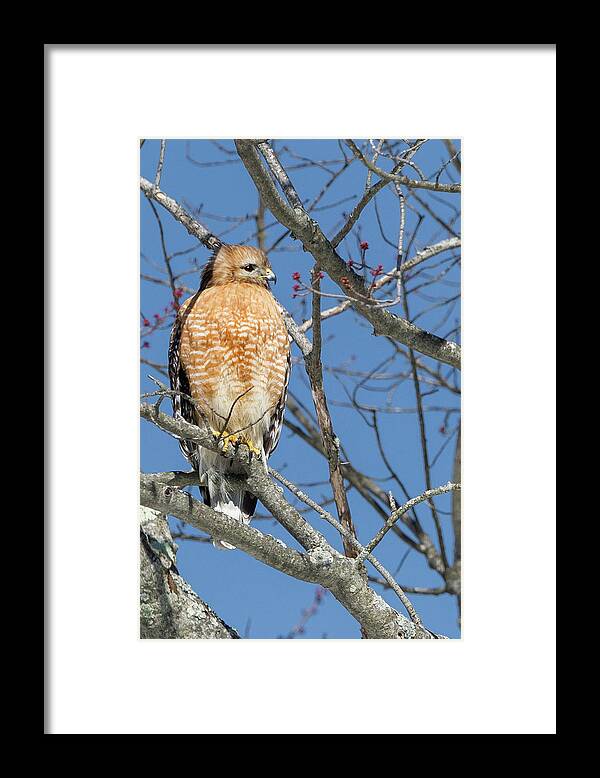 Red Shouldered Hawk Framed Print featuring the photograph Hunting by Bill Wakeley