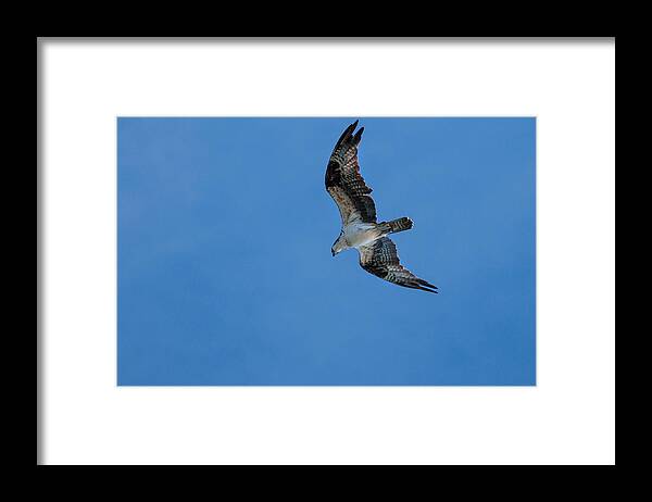 Animal Flying Framed Print featuring the photograph Hunting Osprey by Brian Green