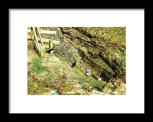 Puffins Framed Print featuring the photograph Hurry by HweeYen Ong