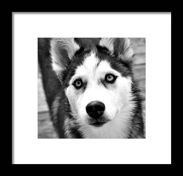 Dog Framed Print featuring the photograph Husky pup by Sumit Mehndiratta