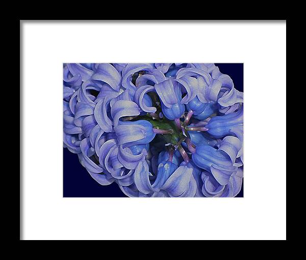 Flower Framed Print featuring the digital art Hyacinth Curls by Lynda Lehmann