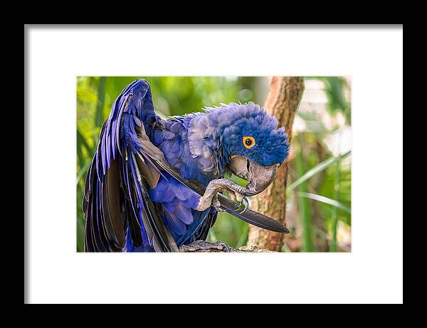 Hyacinth Macaw Framed Print featuring the photograph Hyacinth Macaw by Rob Sellers