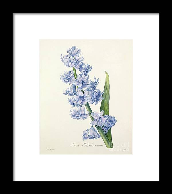 Hyacinthus Framed Print featuring the drawing Hyacinth by Pierre Joseph Redoute