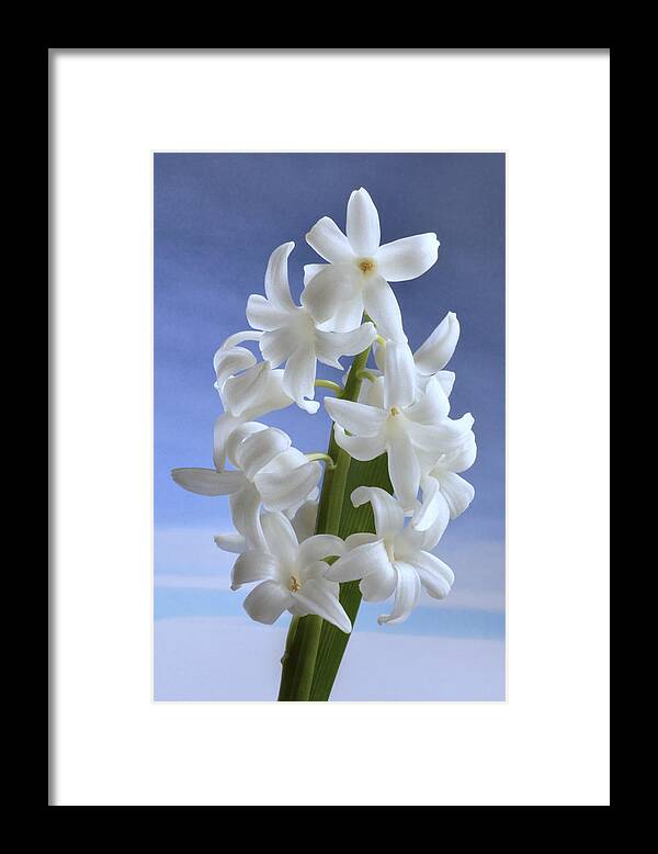 Hyacinth Framed Print featuring the photograph Hyacinth. by Terence Davis