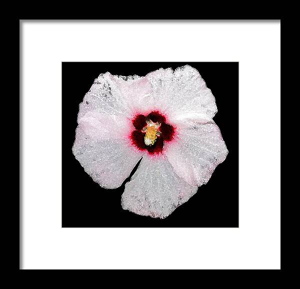 Flower Framed Print featuring the photograph Hybiscus Cropped WC by Lyle Crump