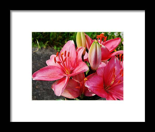 Flower Framed Print featuring the photograph Hybrid Oriental Lilies by VLee Watson