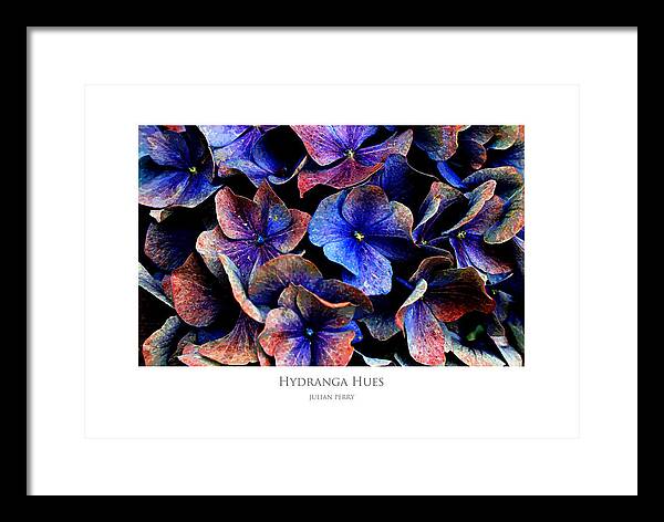Hydranga Framed Print featuring the digital art Hydranga Hues by Julian Perry