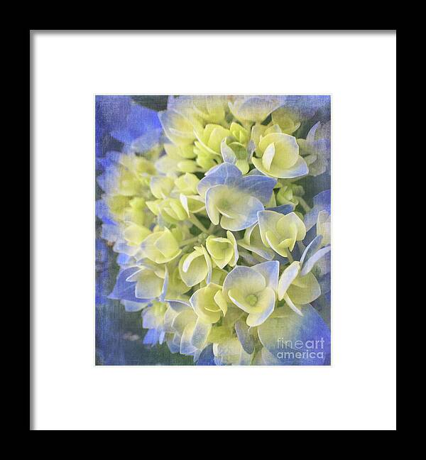 Flora Framed Print featuring the photograph Hydrangea by Cathy Alba