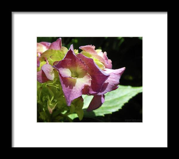 Pink Hydrangeas Framed Print featuring the photograph Hydrangea Flowers Fit For A Fairy by Kristin Aquariann