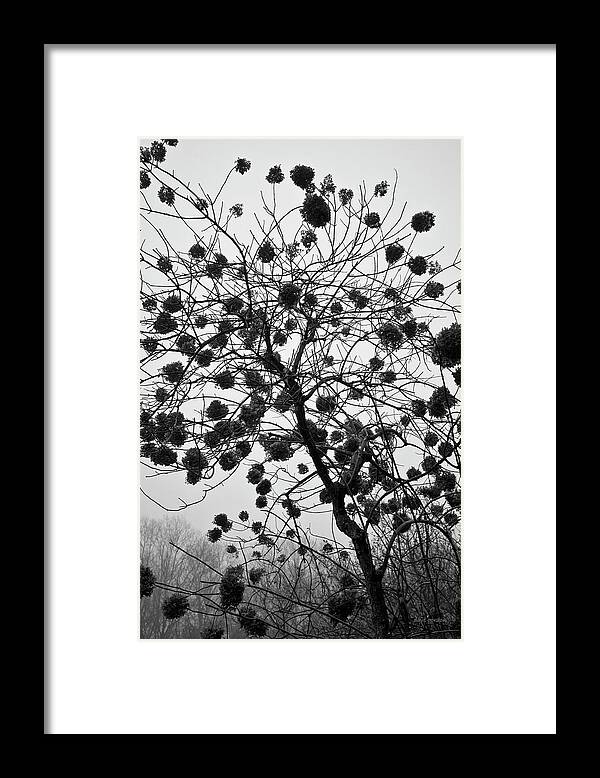 Plant Framed Print featuring the photograph Hydrangea I BW by David Gordon