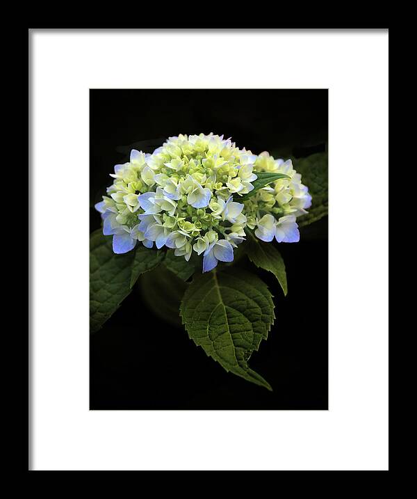 Hydrangea Framed Print featuring the photograph Hydrangea in Bloom by Jessica Jenney