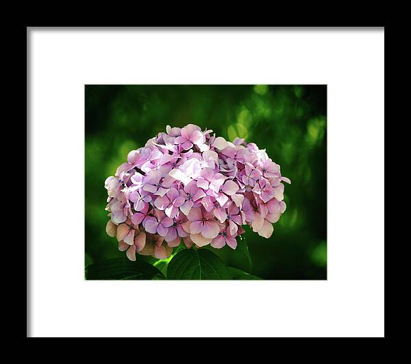 Hydrangea Framed Print featuring the photograph Hydrangea No. 4-1 by Sandy Taylor