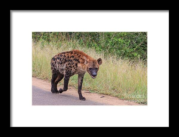 Hyena Framed Print featuring the photograph Hyena by Jennifer Ludlum