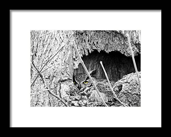 Hypnotic Framed Print featuring the photograph Hypnotic by Dark Whimsy