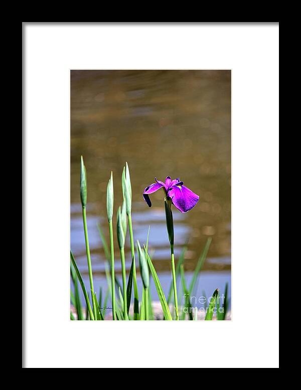 Iris Framed Print featuring the photograph I am First by Yumi Johnson