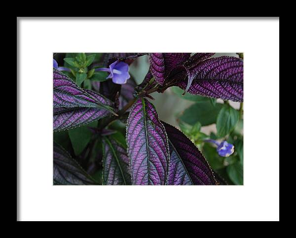 Flowers Framed Print featuring the photograph I Am Purple by Renee Holder