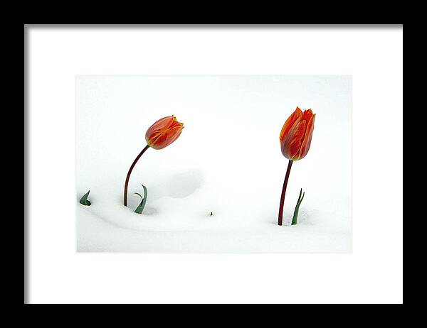 Fine Art Tuilps In The Snow. Fine Art Tuilps Picture. Fine Art Tuilp Cards. Orang Tuilps. Fine Art Canvas. Flowers In The Snow. Spring Snow Storms. Fine Art Tuilp Greeting Cards. Fine Art Tuilp Greeting Card. I Am Sorry Greeting Cards. I Am Sorry Note Cards. Tuilp Picture. Tuilp Canvas Prints. Mixed Media Photography.mixed Media. Mixed Media Photography. Mixed Media Tulip Photography. Mixed Media Flower Photography. Mixed Media Flowers. Framed Print featuring the photograph I Am Sorry by James Steele