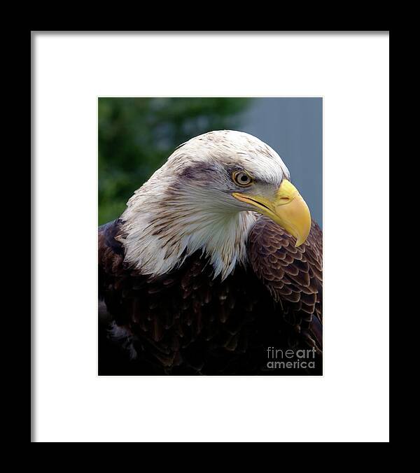 American Framed Print featuring the photograph Lethal Weapon by Stephen Melia