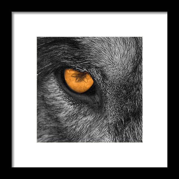 Wolf Framed Print featuring the photograph I Am Wolf by Shari Jardina