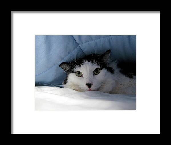 Cat Framed Print featuring the photograph I Am Working Too Hard by Byron Varvarigos