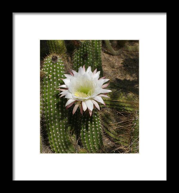 Cactus Framed Print featuring the photograph I Bloom Once a Year by Jeanette Oberholtzer