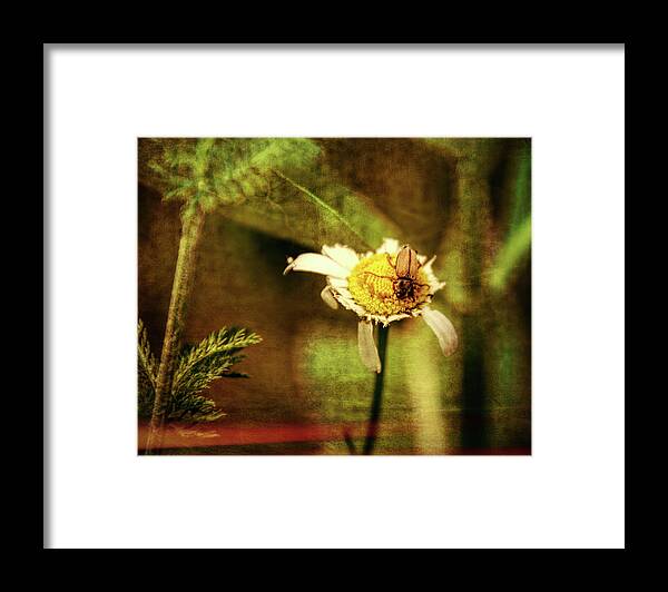 Daisy Framed Print featuring the photograph I Can't Believe I Ate the Whole Thing by Winnie Chrzanowski