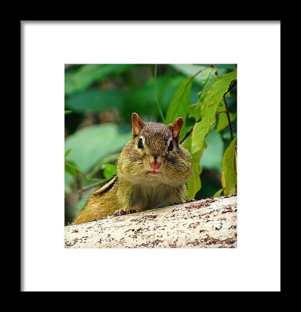 Chipmunk Framed Print featuring the photograph I can't talk right now by Lilia S