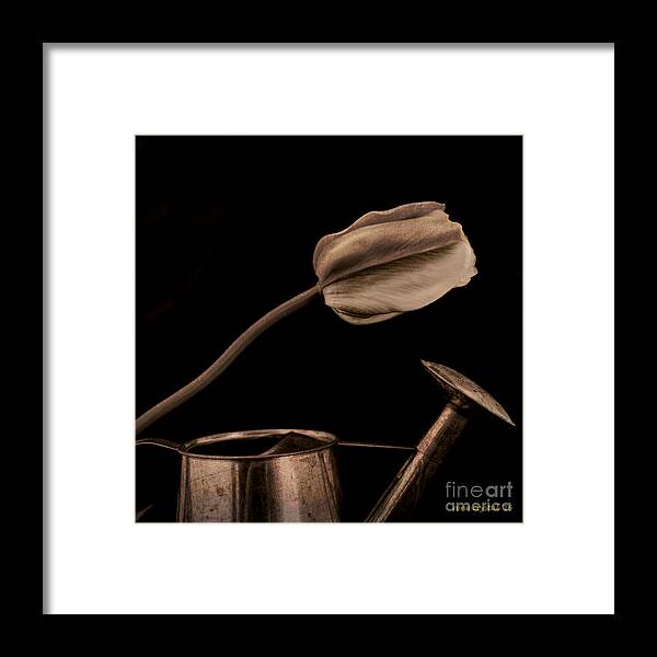 Tulips Framed Print featuring the photograph I depend on you... by Rene Crystal