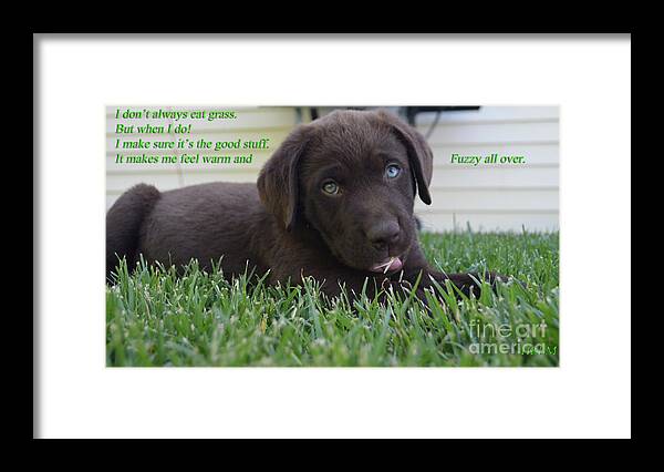 Chocolate Lab Art Framed Print featuring the photograph I don't always eat grass. by Mayhem Mediums