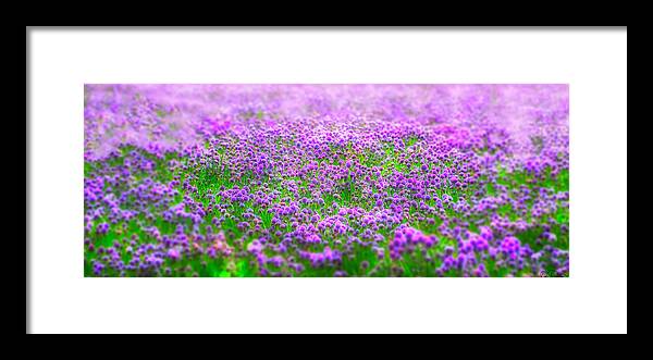 Chives; Field; Soft Focus; Dreamlike; Center Focus; Purple; Pink; Green; Nature; Beautiful; Calming; Zen; Tranquil; Meditative; No One; Nobody; Spa; Peaceful; Quiet; Dreamy Framed Print featuring the photograph I Dream by Dee Browning