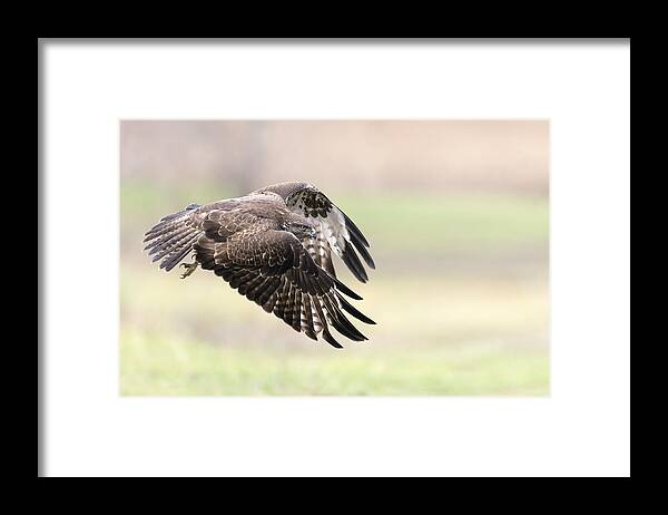 Wildlife Framed Print featuring the photograph I Fly Away by Alberto Carati