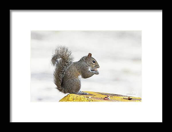 Squirrel Framed Print featuring the photograph I Have My Nuts by Deborah Benoit