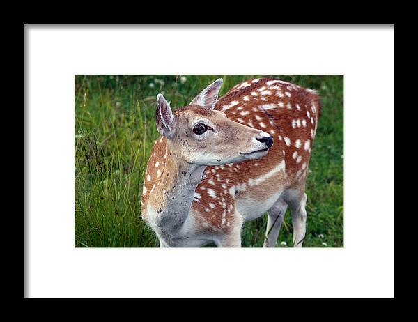 Fallow Deer Framed Print featuring the photograph I Hear Something by Cathy Beharriell