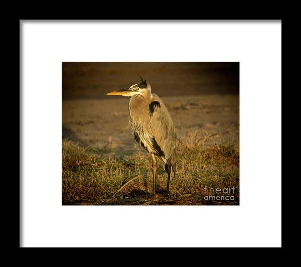 2016 Framed Print featuring the photograph I Know They are Coming Wildlife Art by Kaylyn Franks by Kaylyn Franks