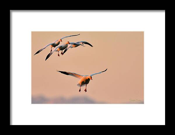  Framed Print featuring the photograph I know what I'm doing by Sherry Clark