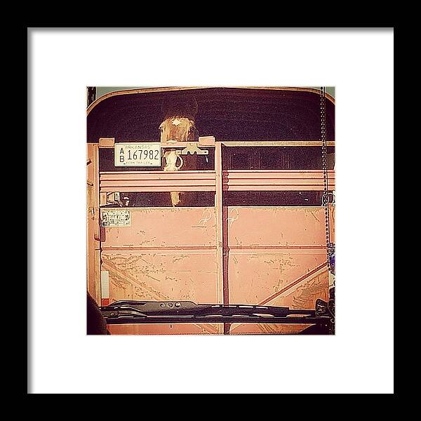 Horse Framed Print featuring the photograph Horsey. by Jazmine Bernardez