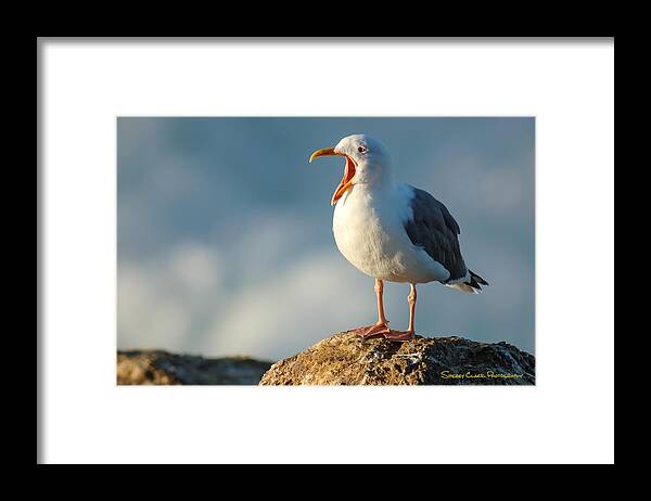 Western Gull Framed Print featuring the photograph I made you Yawn by Sherry Clark