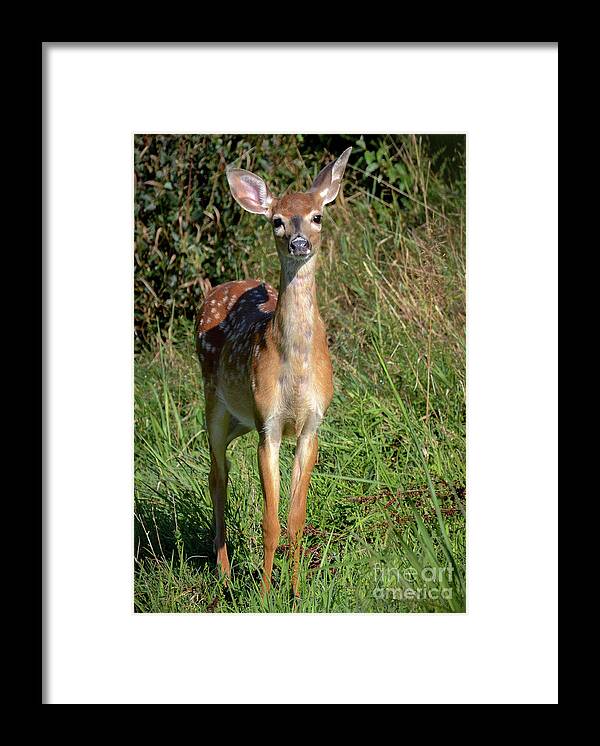 Deer Framed Print featuring the photograph I See You by Amy Porter