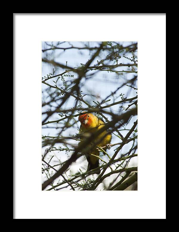 Western Tanager.thraupidae Framed Print featuring the photograph I See You by Daniel Hebard