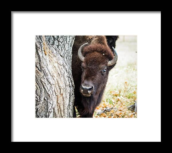 Bison Framed Print featuring the photograph American Bison peeks around Tree by Philip Rodgers