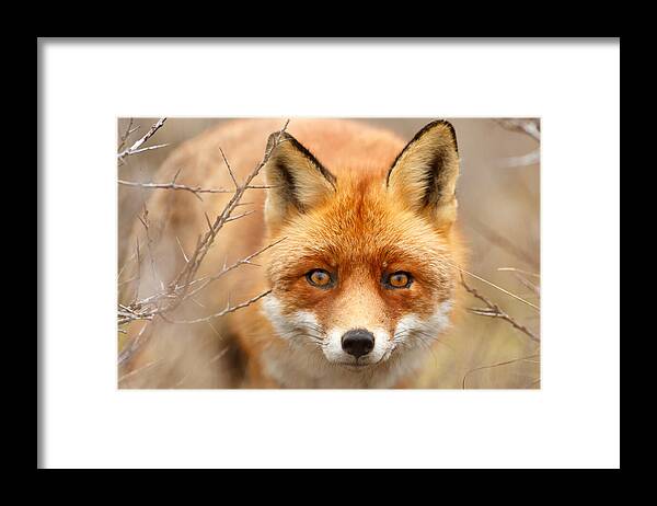 Red Fox Framed Print featuring the photograph I See You - Red Fox Spotting Me by Roeselien Raimond