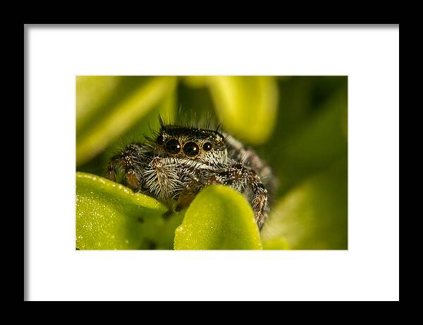 Salticidae Framed Print featuring the photograph I See You by Shawn Jeffries