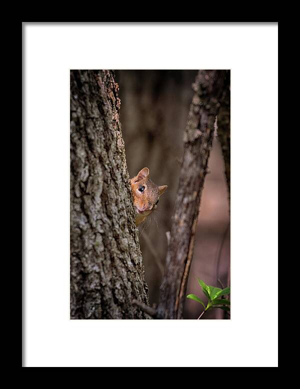 Squirrel Framed Print featuring the photograph I See You by Susan Rissi Tregoning